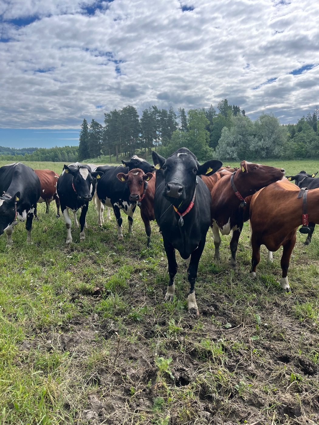 AgriSimola Oy – Orimattila