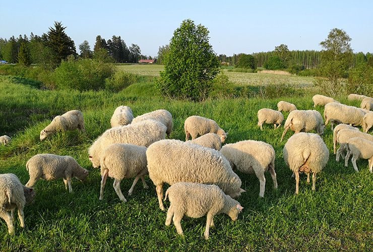 Airikkala – Nurmijärvi